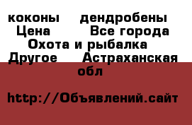 коконы    дендробены › Цена ­ 25 - Все города Охота и рыбалка » Другое   . Астраханская обл.